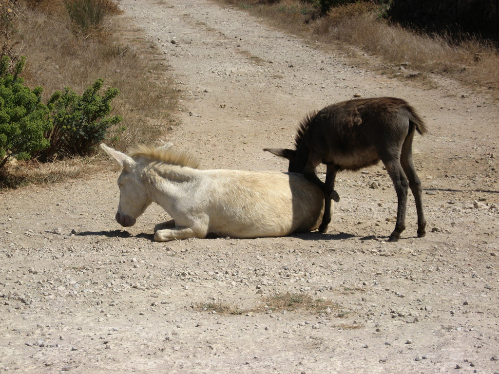 Asinara